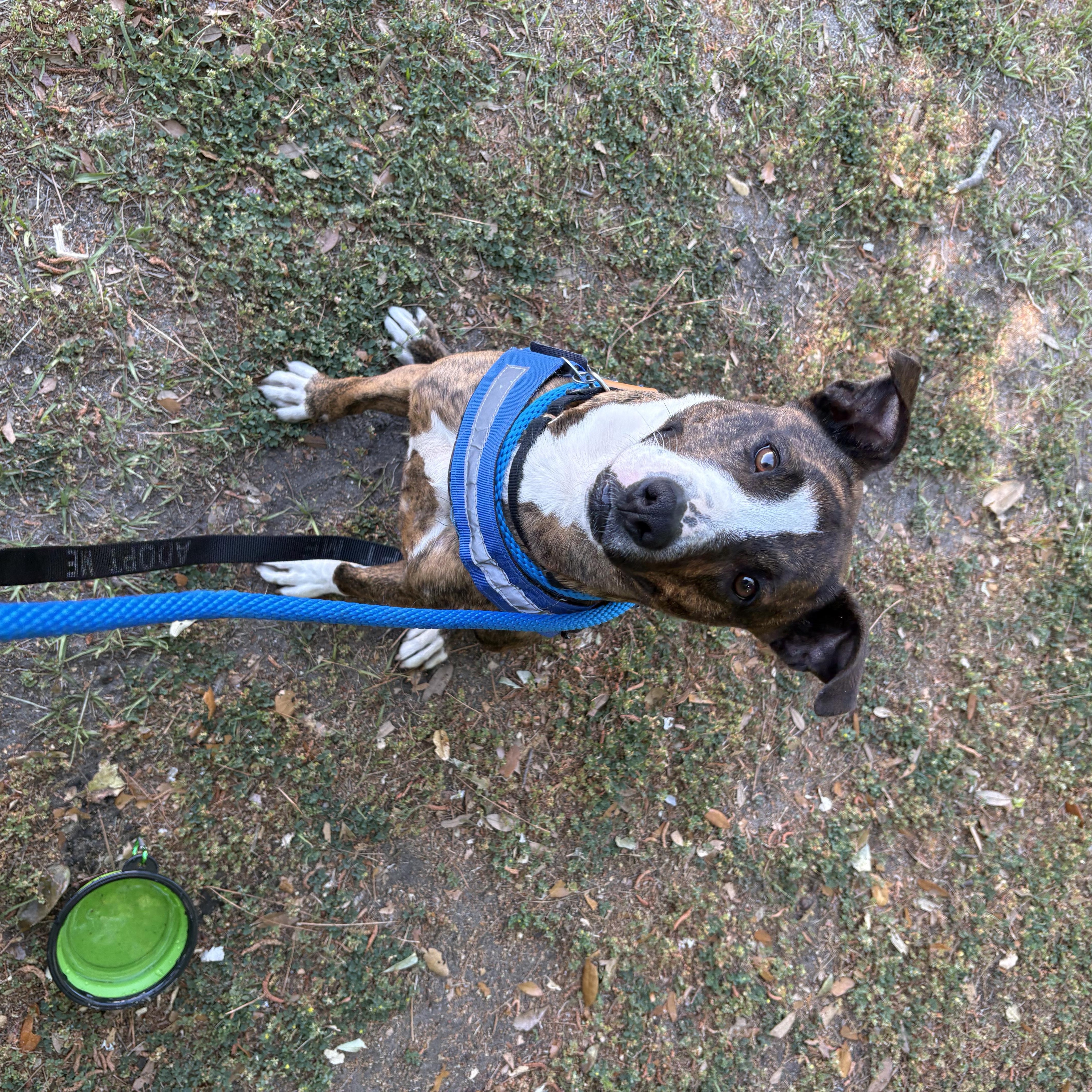 Goldie, an adoptable Mixed Breed in Charleston, SC image 3/4
