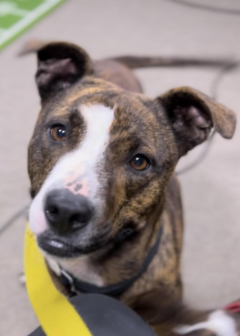 Goldie, adoptable, Young Female Mixed Breed.