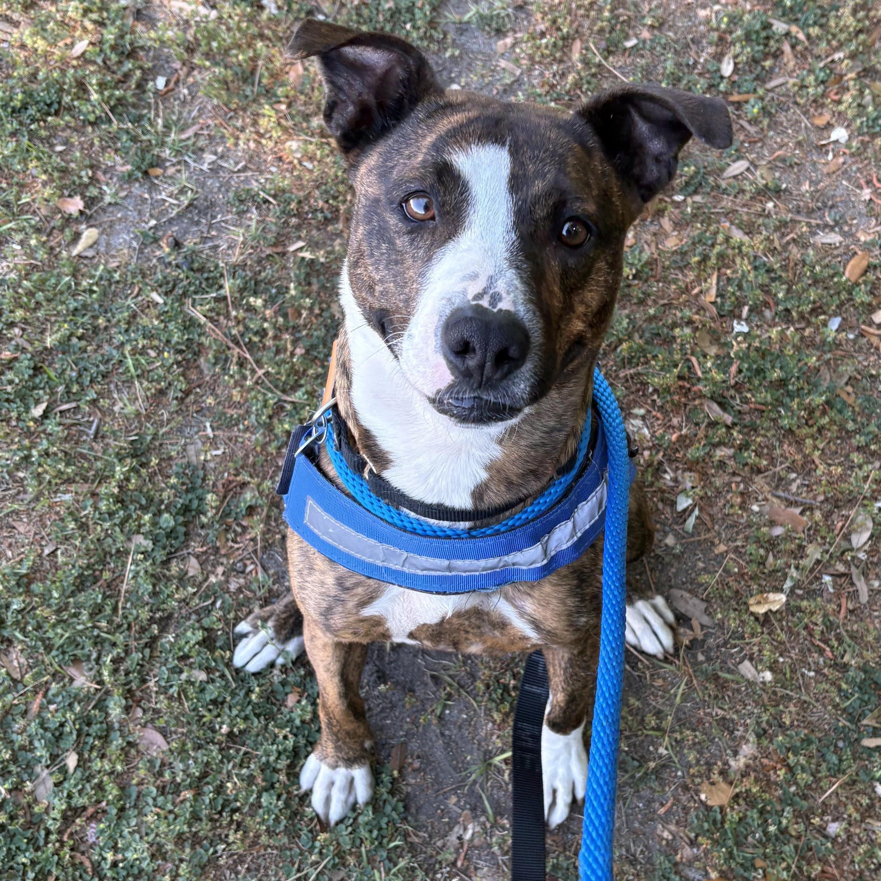 Enlarge Goldie, an adoptable Mixed Breed in Charleston, SC image 4/6