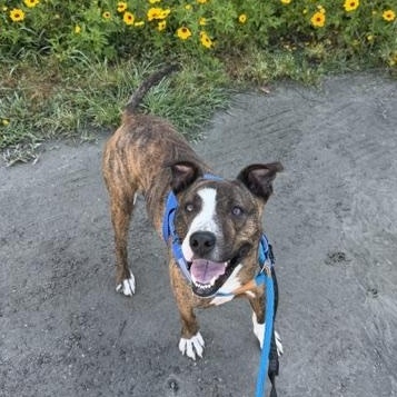 Enlarge Goldie, an adoptable Mixed Breed in Charleston, SC image 6/6