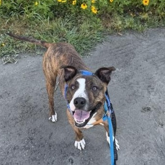 Goldie, adoptable, Young Female Mixed Breed.