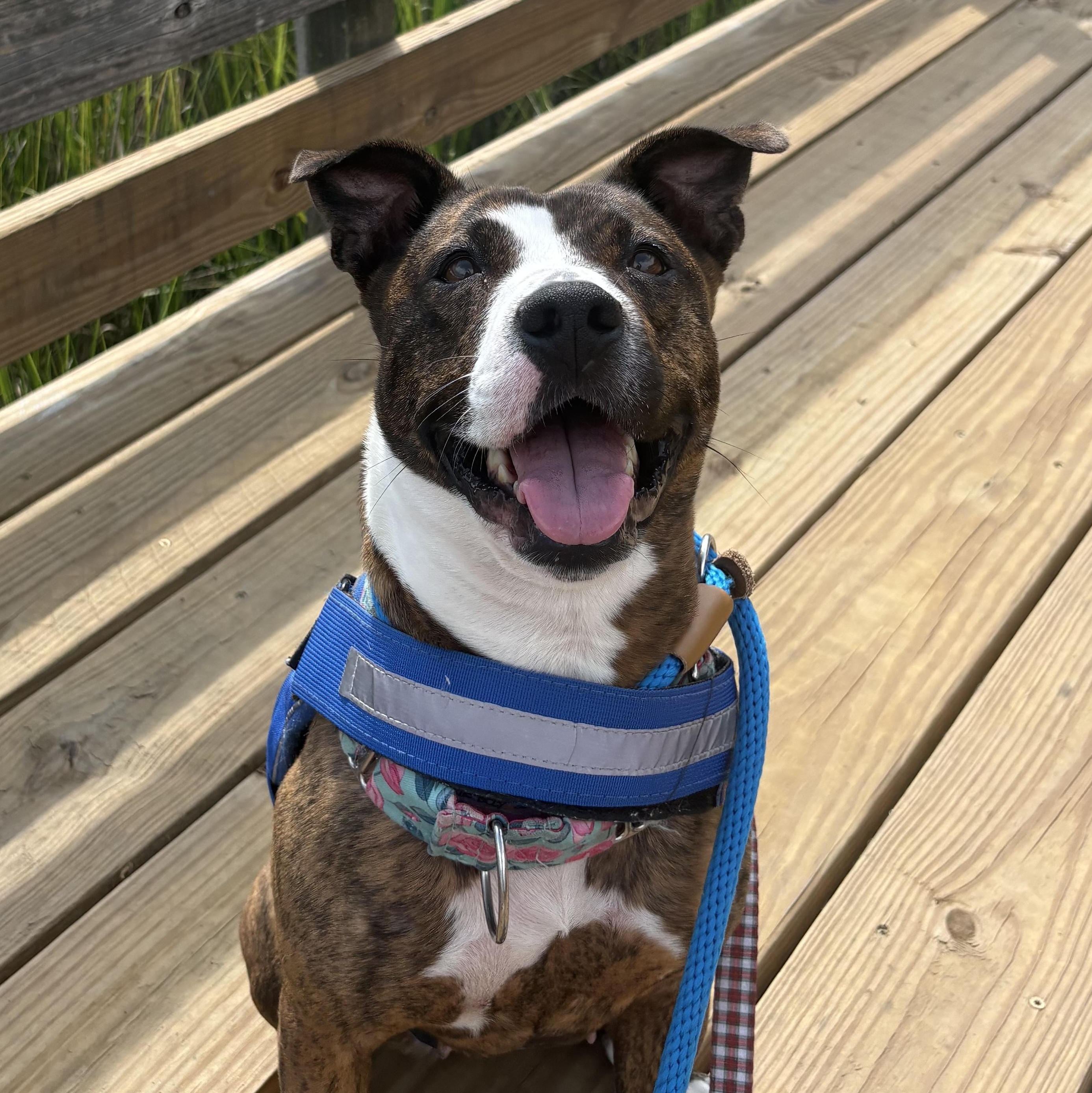 Enlarge Goldie, an adoptable Mixed Breed in Charleston, SC image 5/6