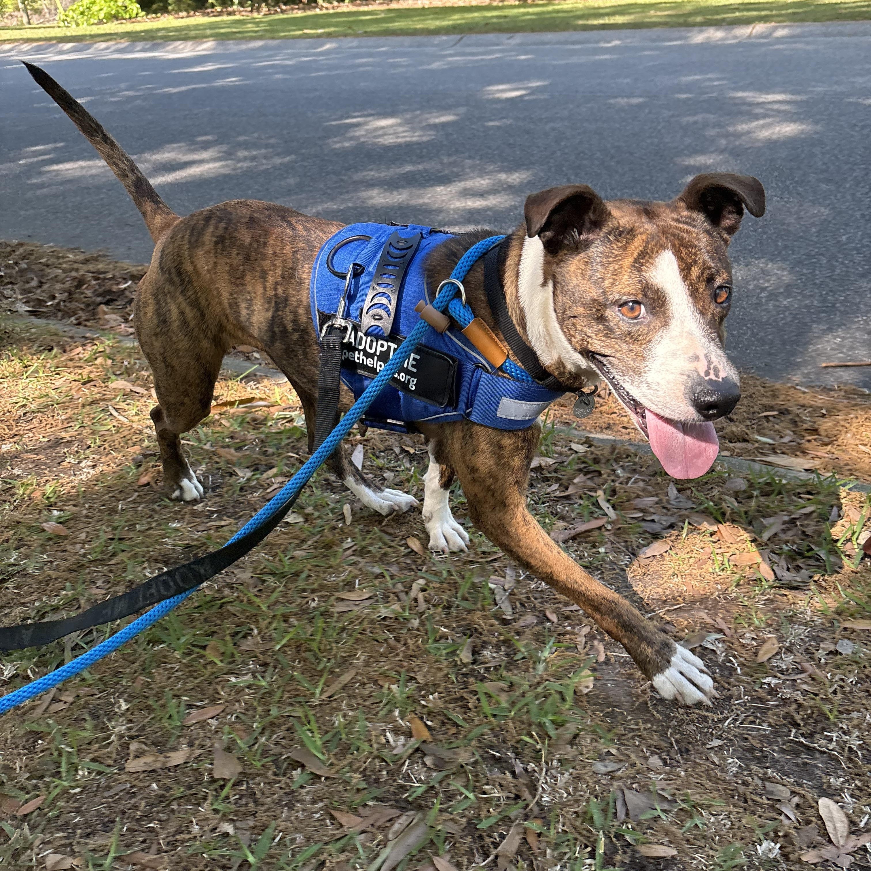 Goldie, adoptable, Adult Female Mixed Breed.