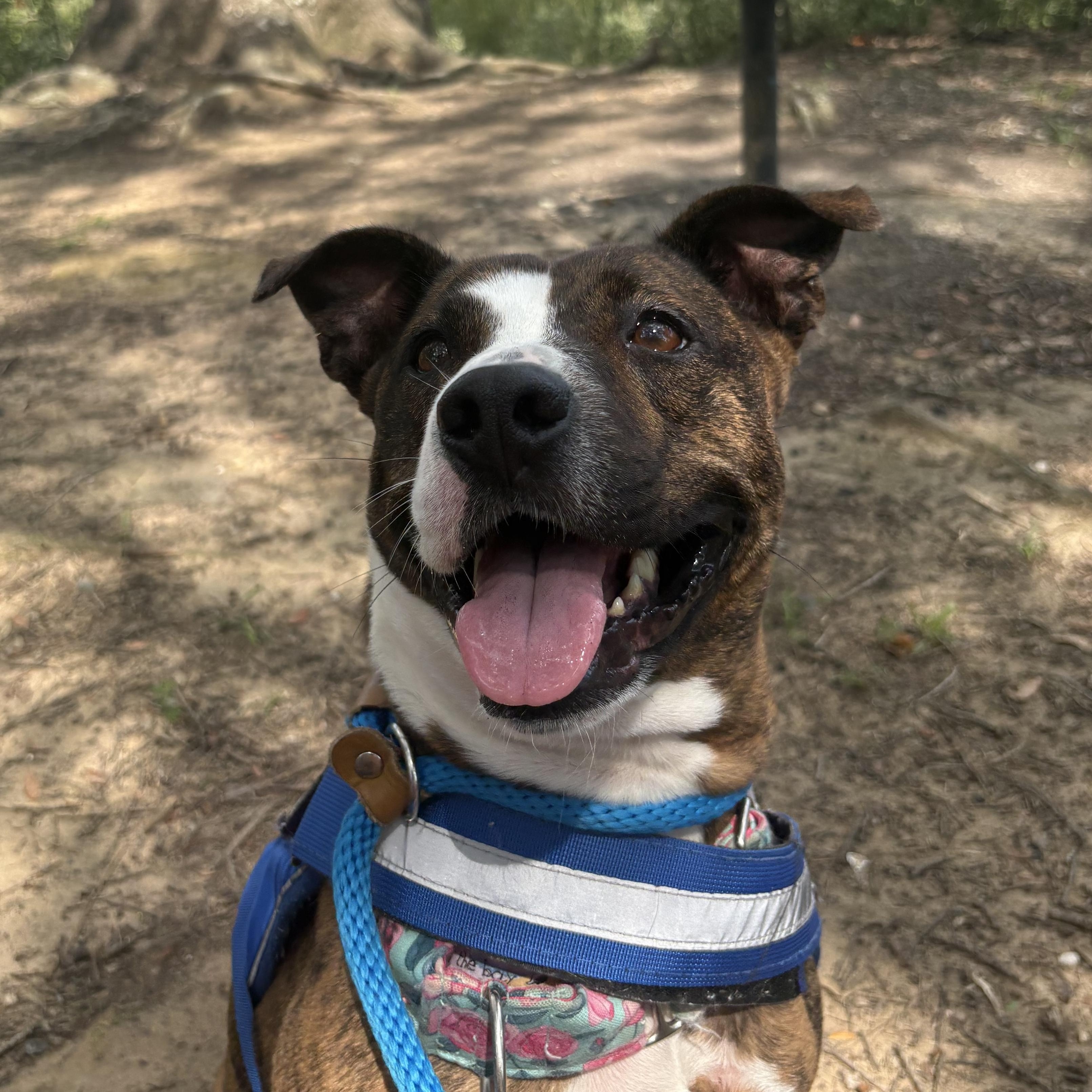 Goldie, adoptable, Young Female Mixed Breed.