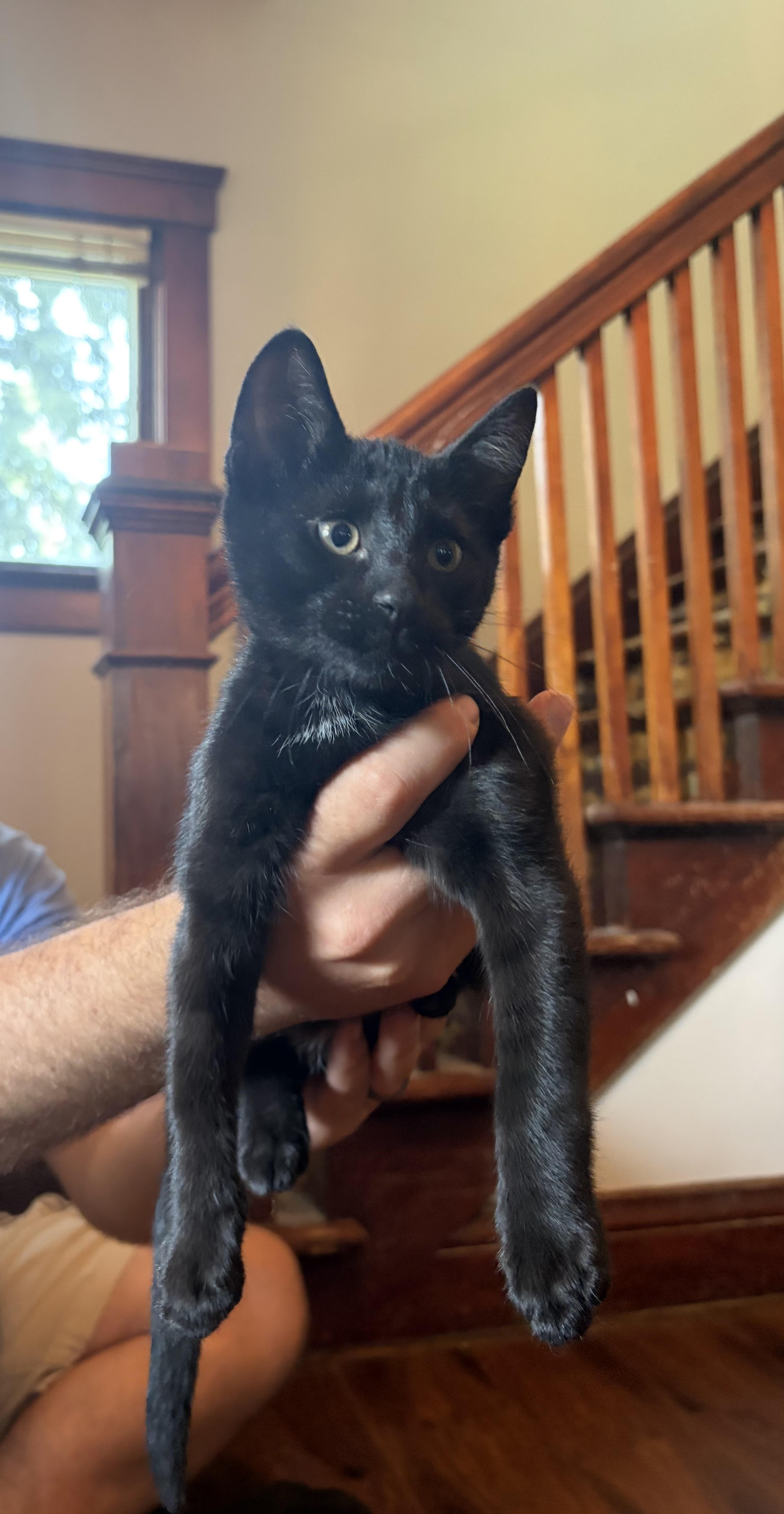 Enlarge Skillet, a Adopted Domestic Short Hair in Amboy, IL image 3/3