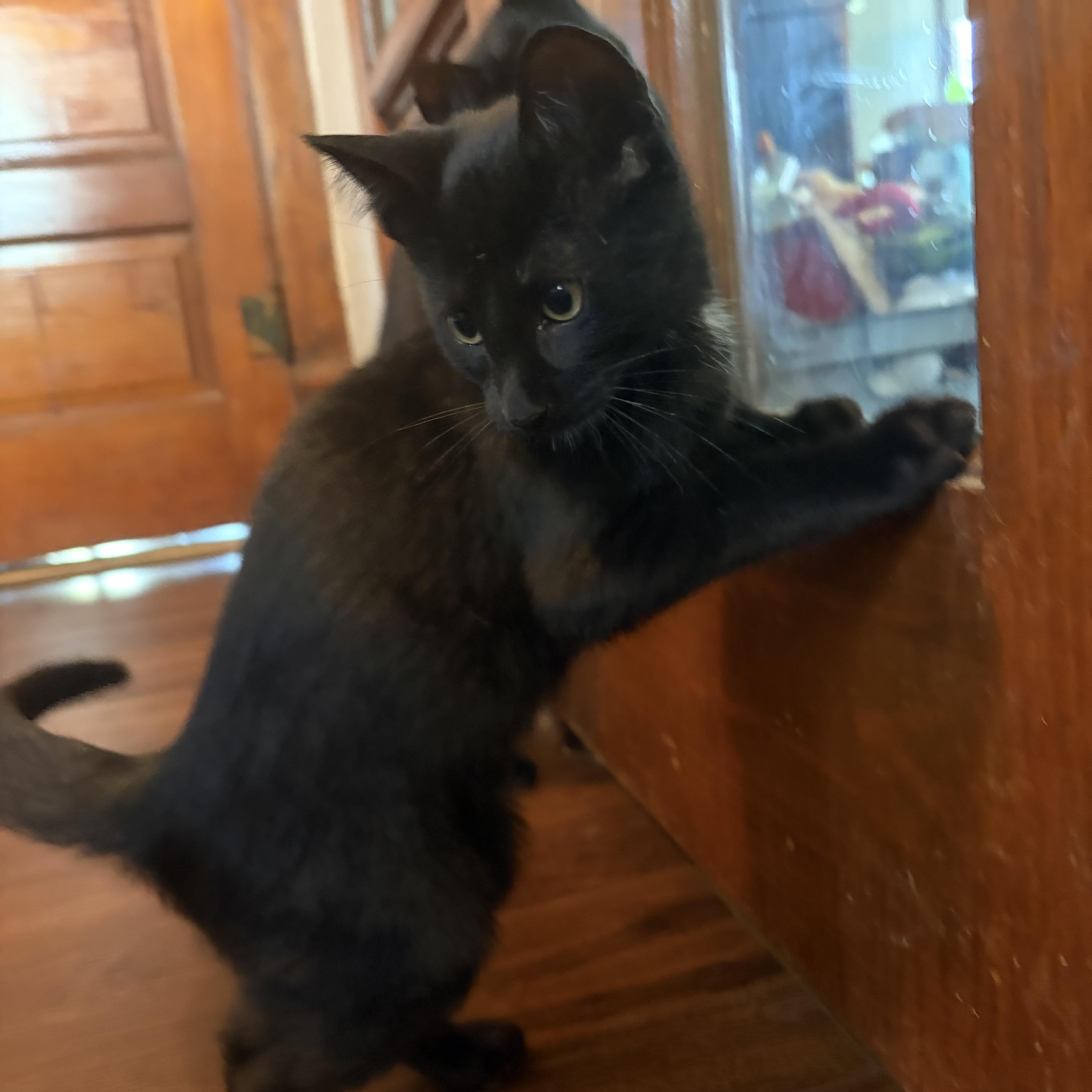 Enlarge Skillet, a Adopted Domestic Short Hair in Amboy, IL image 2/3
