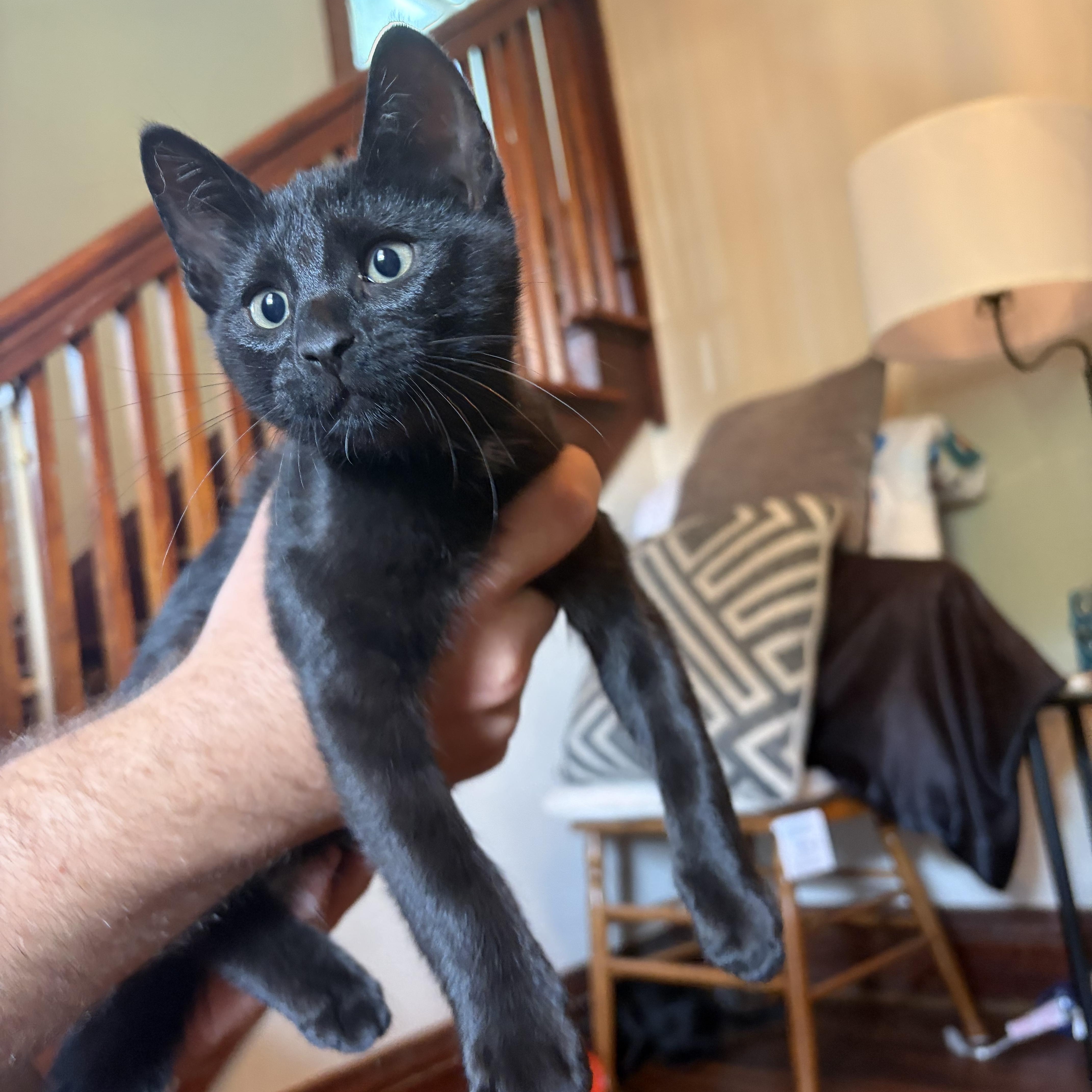 Skillet, Adopted, Kitten Male Domestic Short Hair.