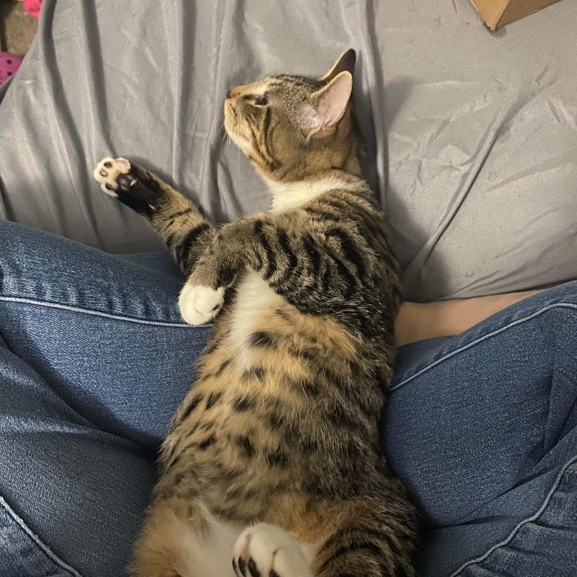 Enlarge Panini, a Adopted Domestic Short Hair in Bellevue, WA image 1/6