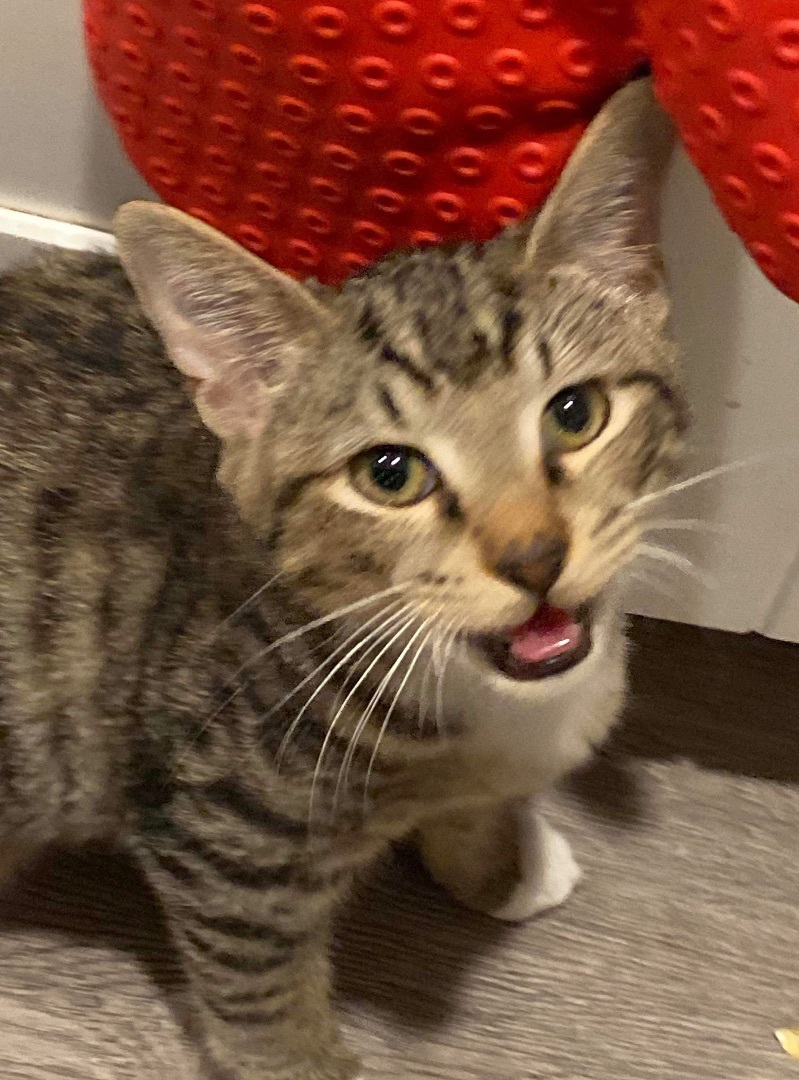 Enlarge Panini, a Adopted Domestic Short Hair in Bellevue, WA image 2/6