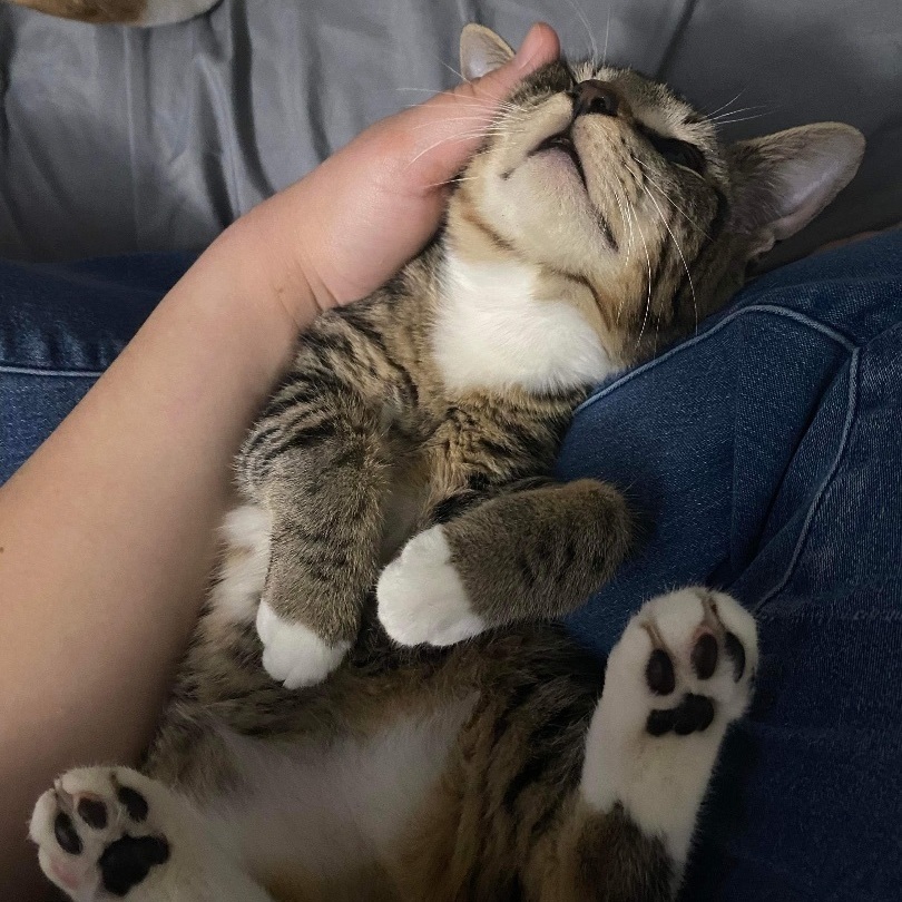 Enlarge Panini, a Adopted Domestic Short Hair in Bellevue, WA image 3/6