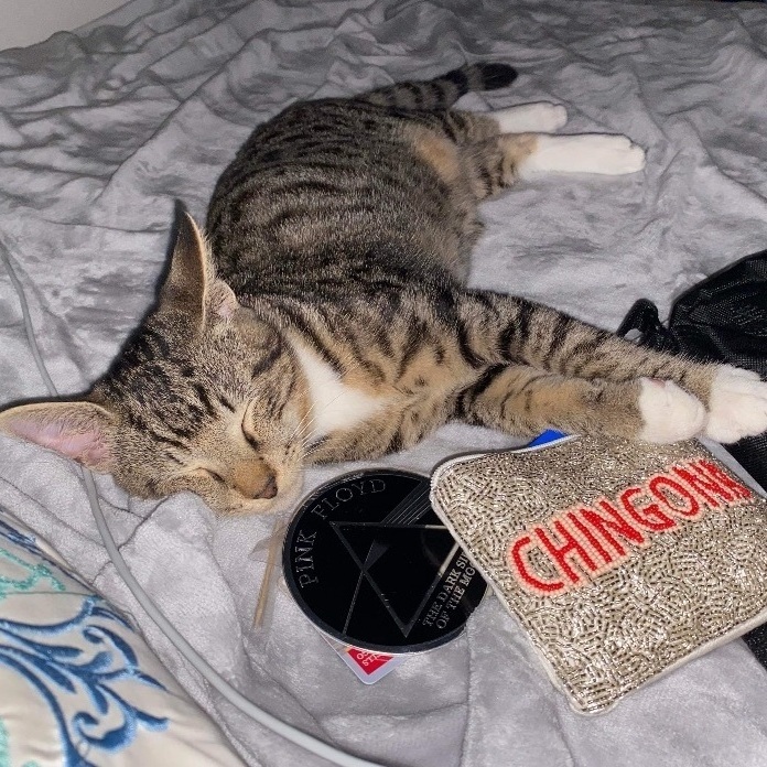 Enlarge Panini, a Adopted Domestic Short Hair in Bellevue, WA image 4/6