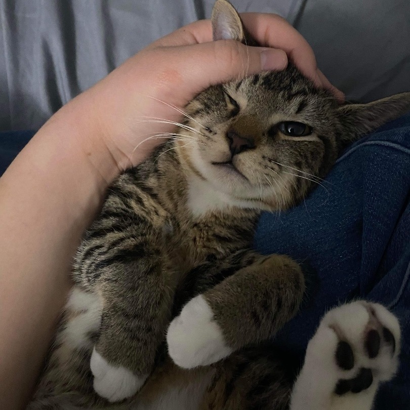 Enlarge Panini, a Adopted Domestic Short Hair in Bellevue, WA image 5/6