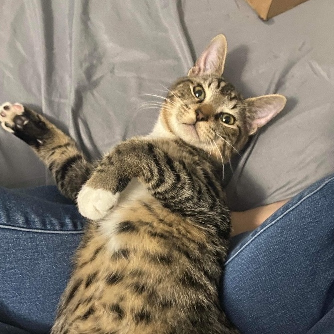 Enlarge Panini, a Adopted Domestic Short Hair in Bellevue, WA image 6/6