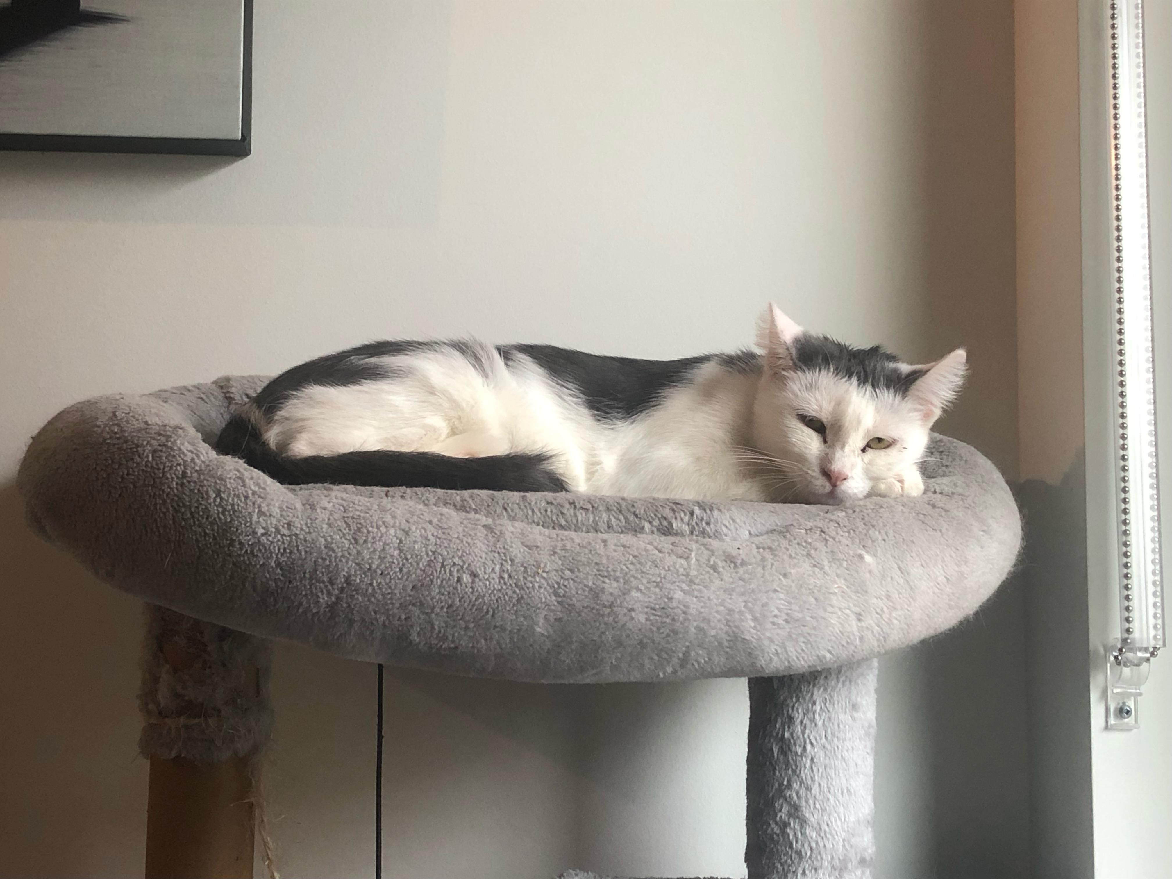 Geneva, an adoptable Domestic Short Hair in BURNABY, BC, V3J 1N3 | Photo Image 1