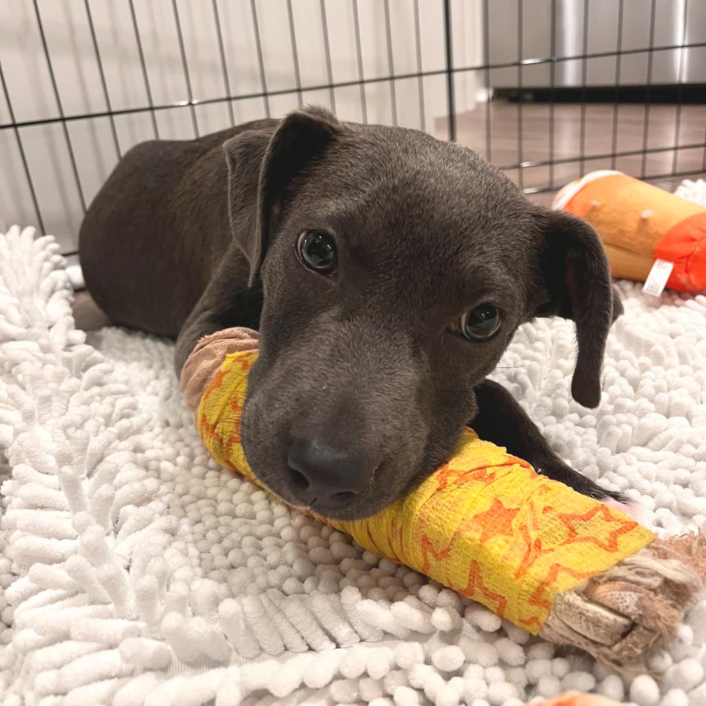 Cammy, a Adoptable mixed breed in Chapel Hill, NC image 2/6