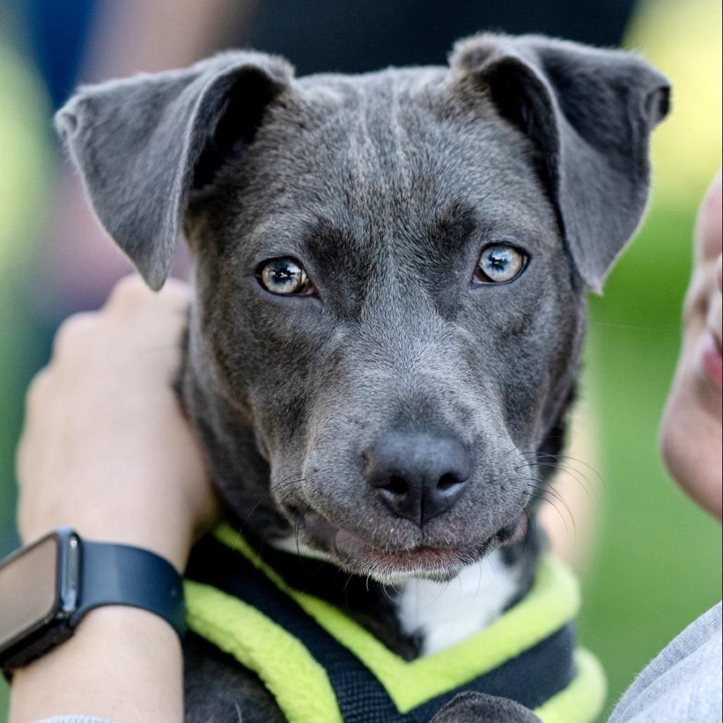 Cammy, a Adoptable mixed breed in Chapel Hill, NC image 3/6