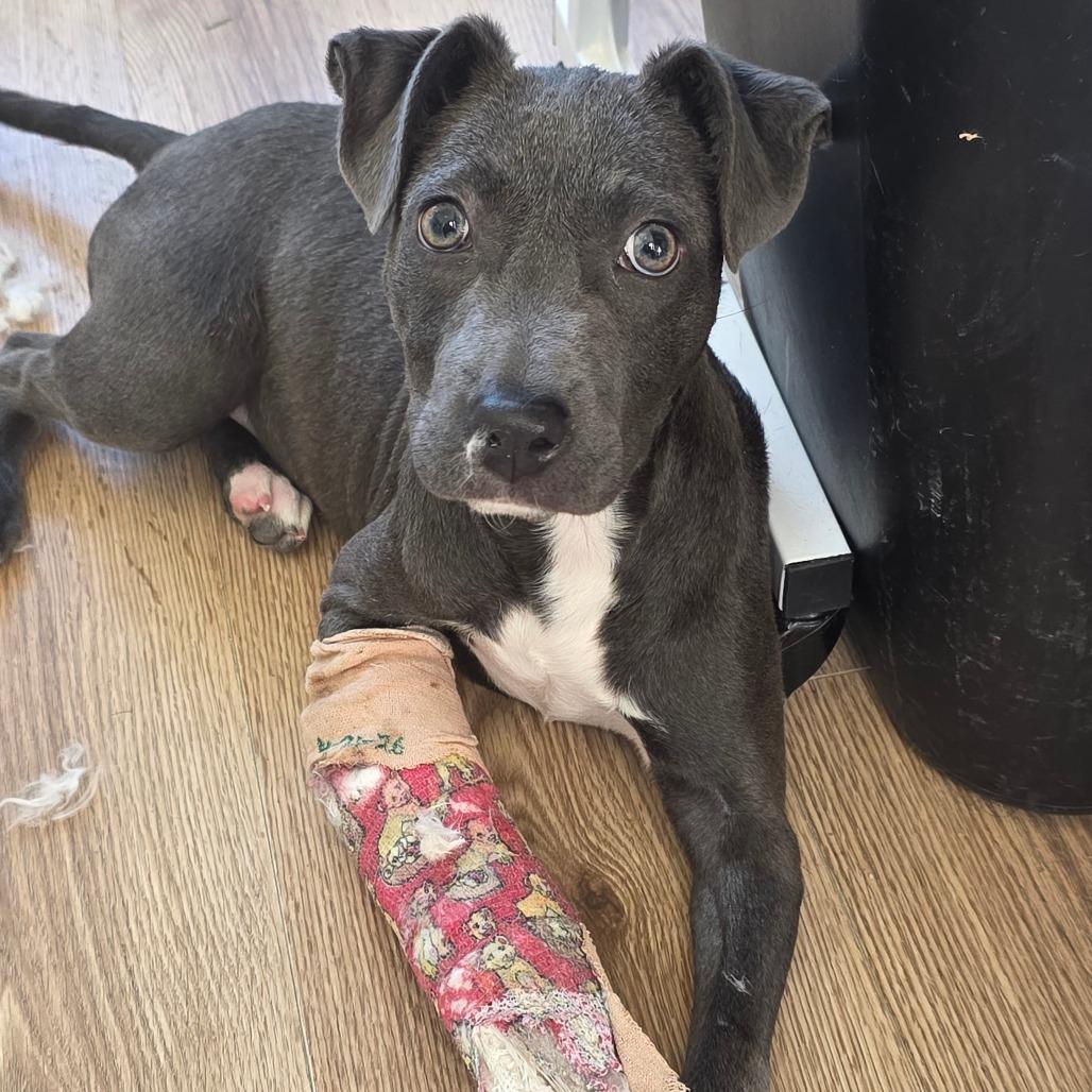 Cammy, a Adoptable mixed breed in Chapel Hill, NC image 4/6