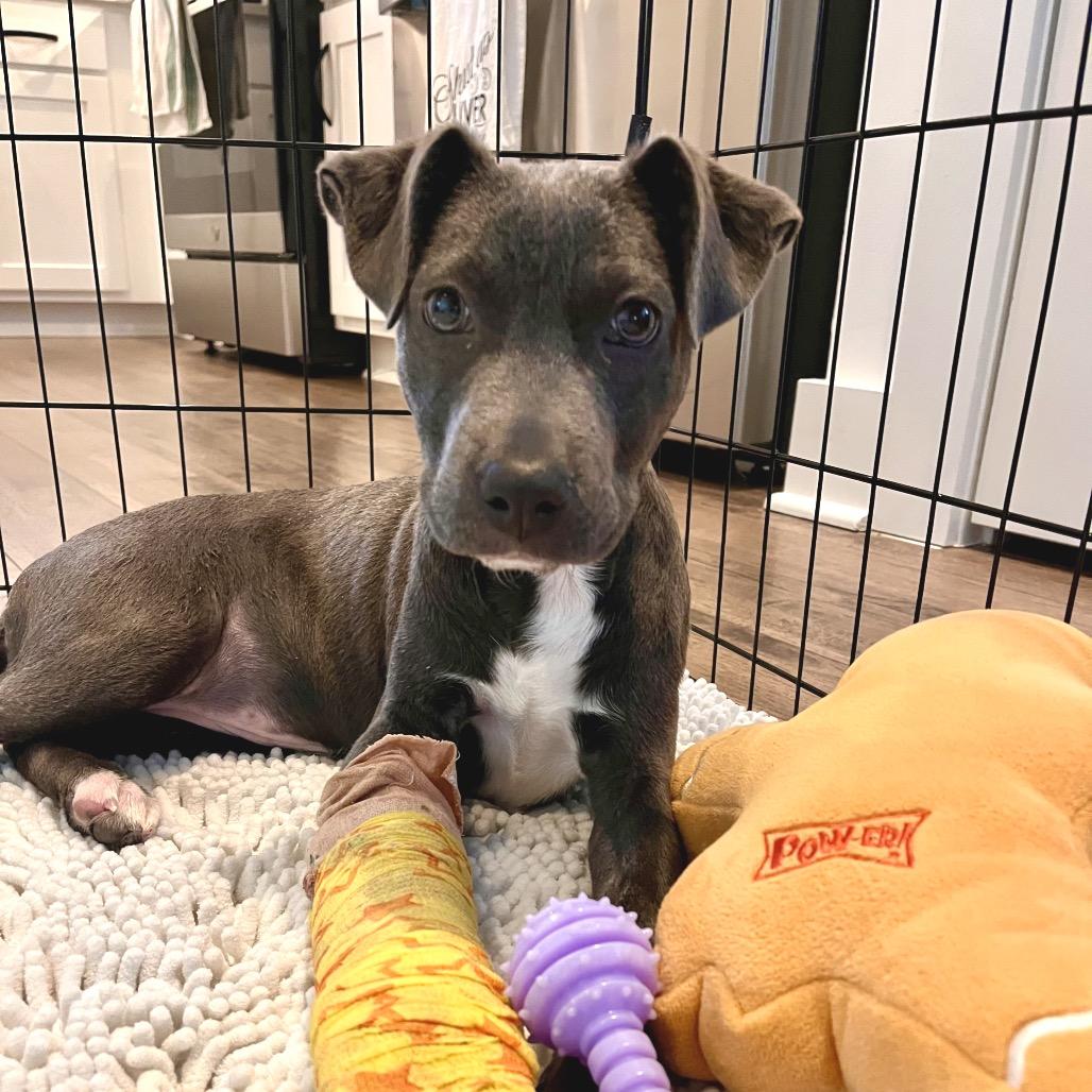 Cammy, a Adoptable mixed breed in Chapel Hill, NC image 6/6