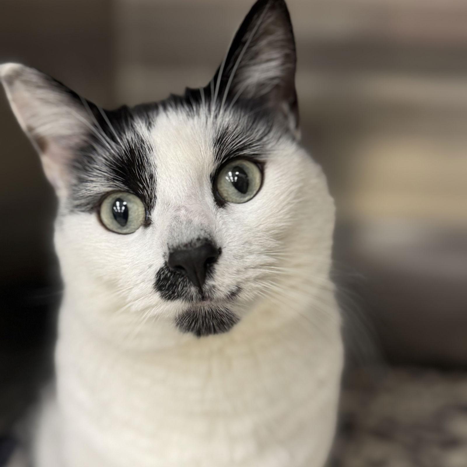 Lucifer, Adoptable, Adult Male Domestic Short Hair.