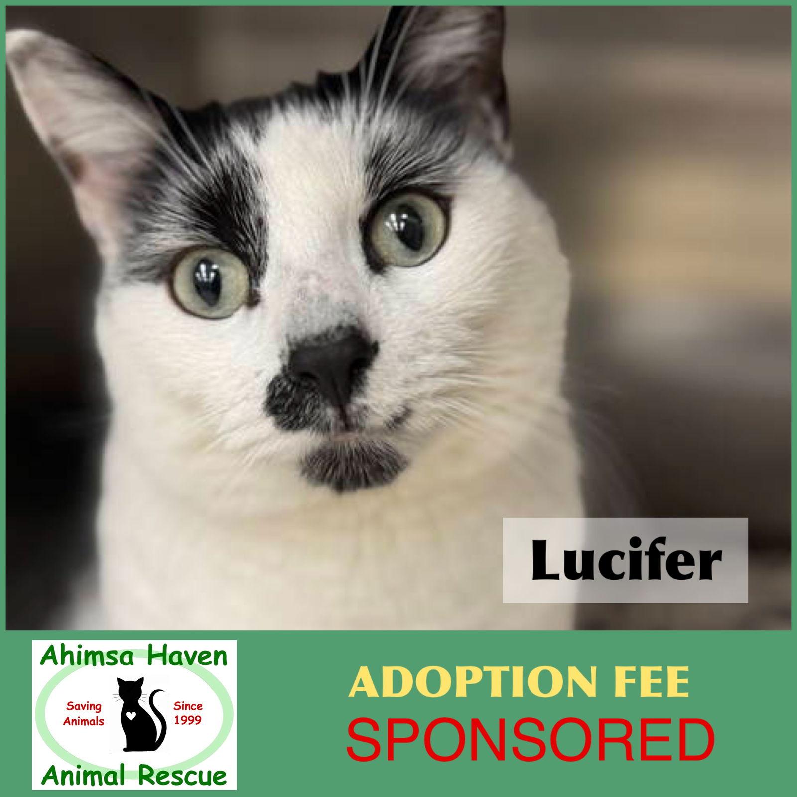Lucifer, Adoptable, Adult Male Domestic Short Hair.