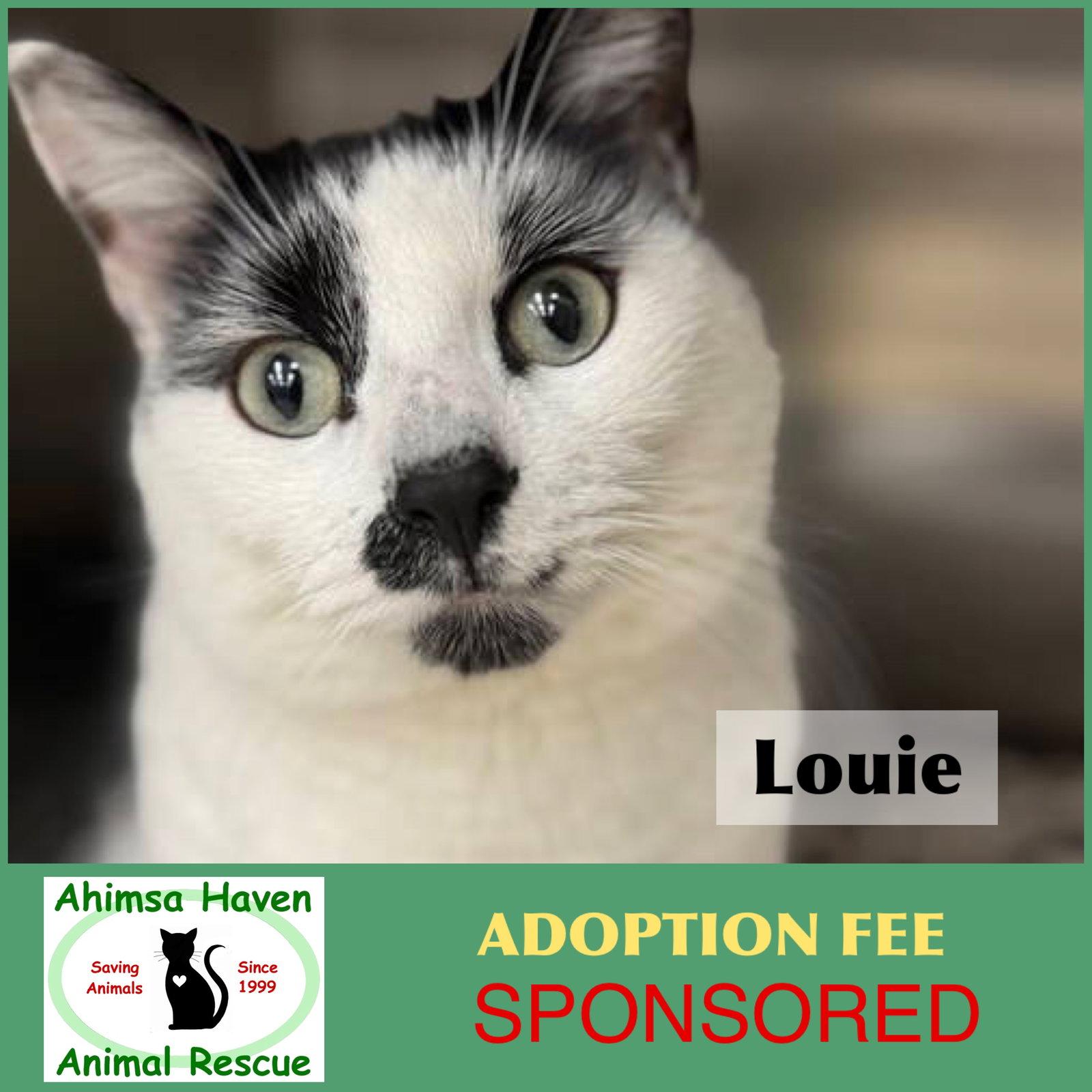 Louie, Adoptable, Adult Male Domestic Short Hair.