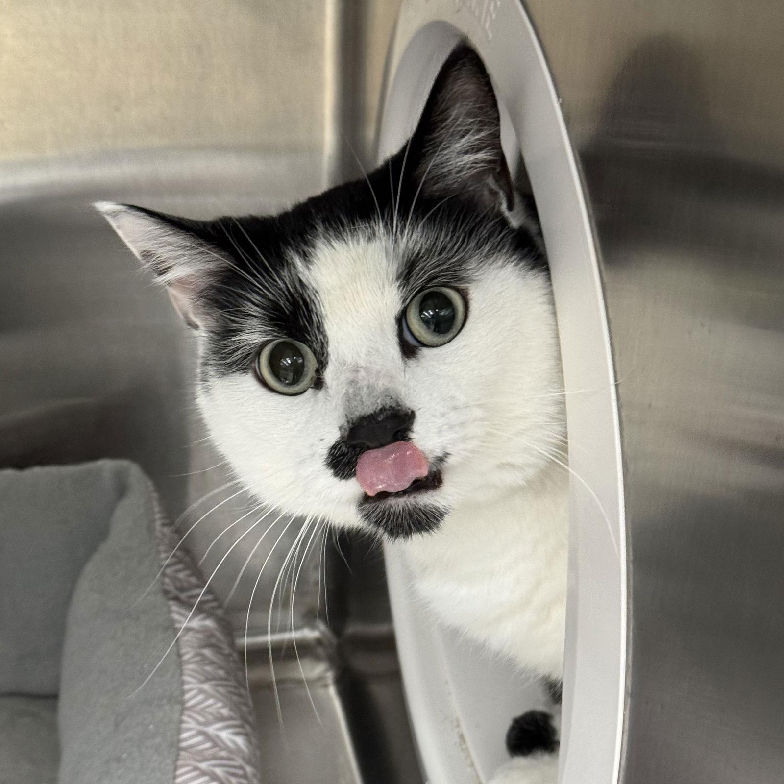 Enlarge Lucifer, a Adoptable Domestic Short Hair in Winchendon, MA image 2/2