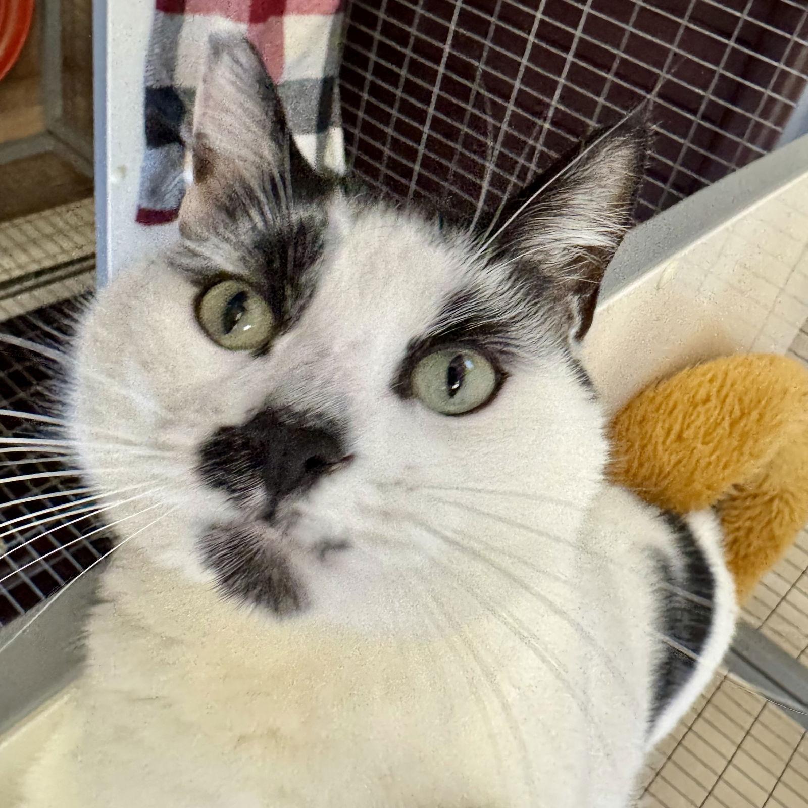 Enlarge Lucifer, a Adoptable Domestic Short Hair in Winchendon, MA image 3/3