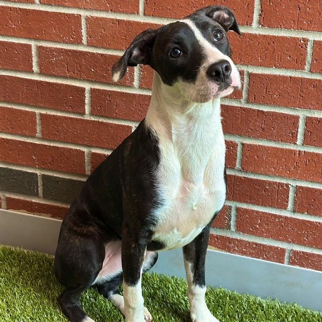 KIERNAN, Adoptable, Young Female Mixed Breed.