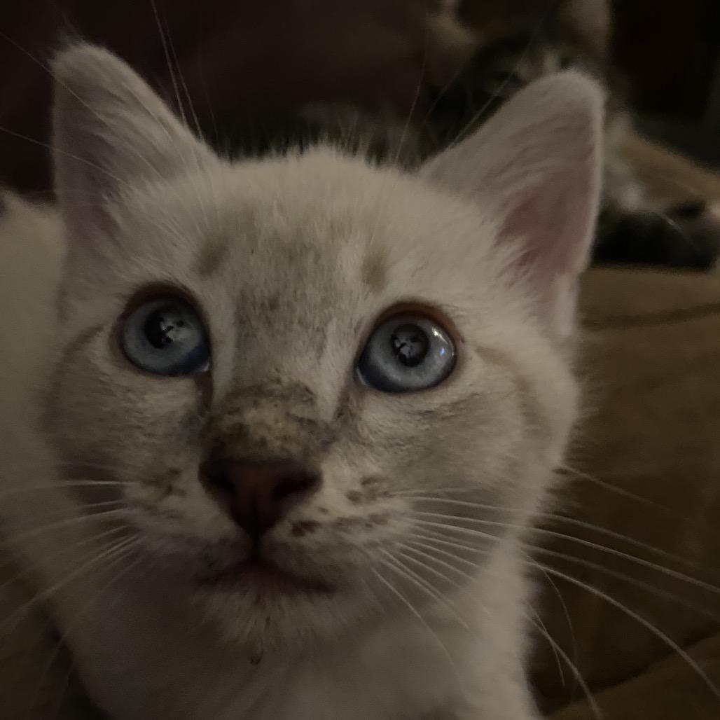 Enlarge Enya, a Adoptable Domestic Short Hair in Ashland, OR image 1/6