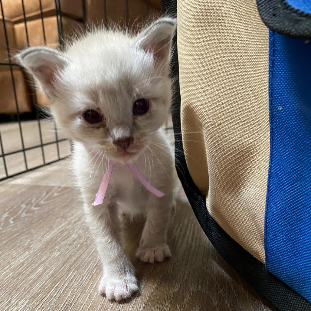 Enlarge Enya, a Adoptable Domestic Short Hair in Ashland, OR image 2/6