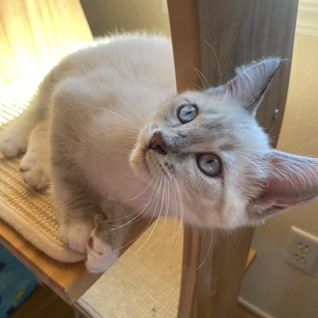 Enlarge Enya, a Adoptable Domestic Short Hair in Ashland, OR image 5/6