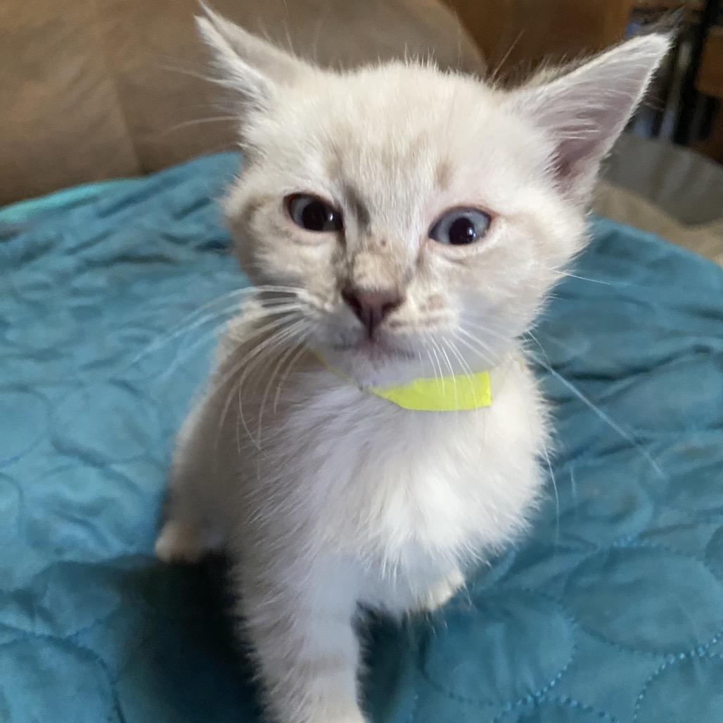 Enlarge Enya, a Adoptable Domestic Short Hair in Ashland, OR image 6/6