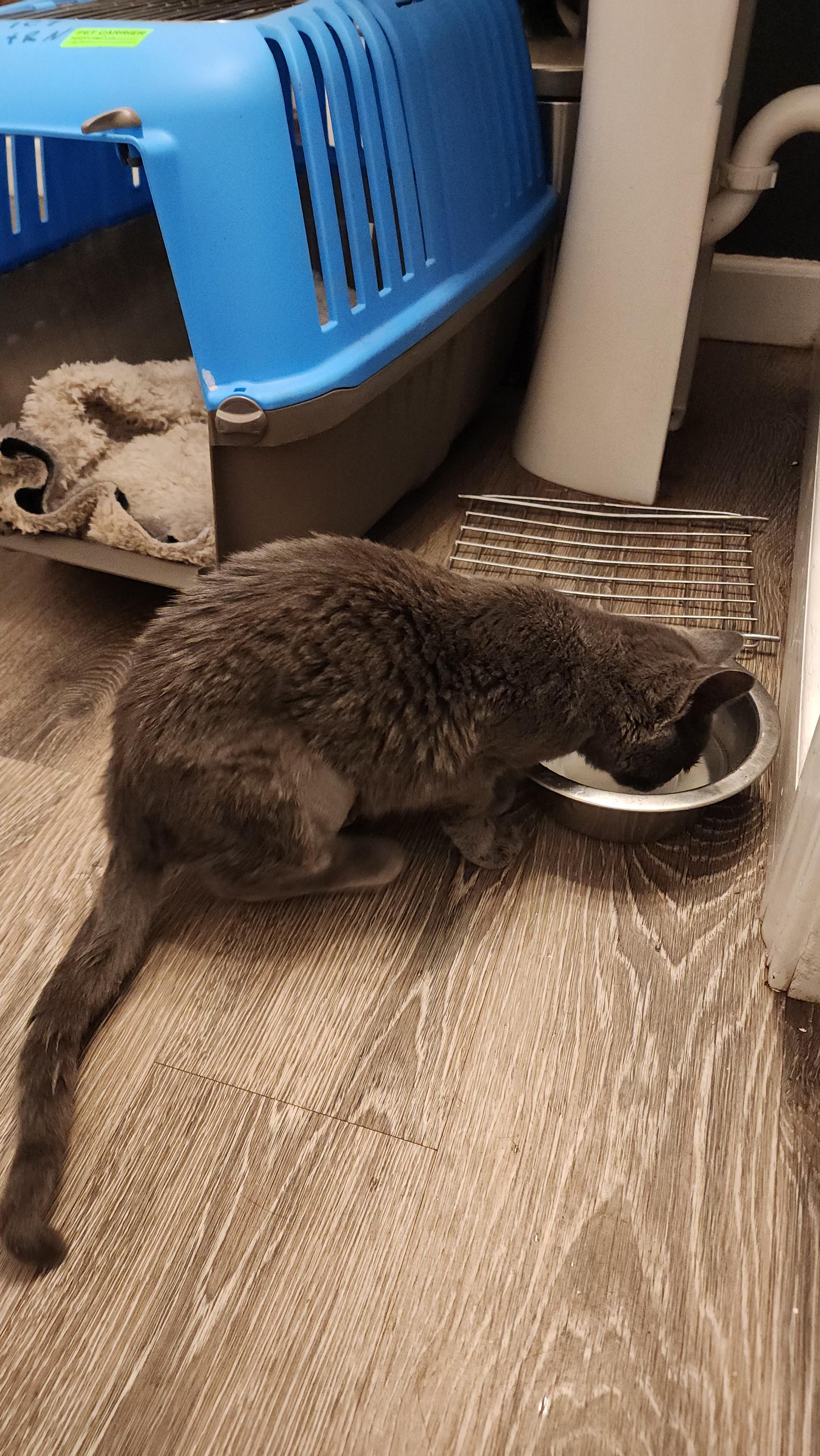 Enlarge Claire, a Adopted Domestic Short Hair in Dittmer, MO image 2/4