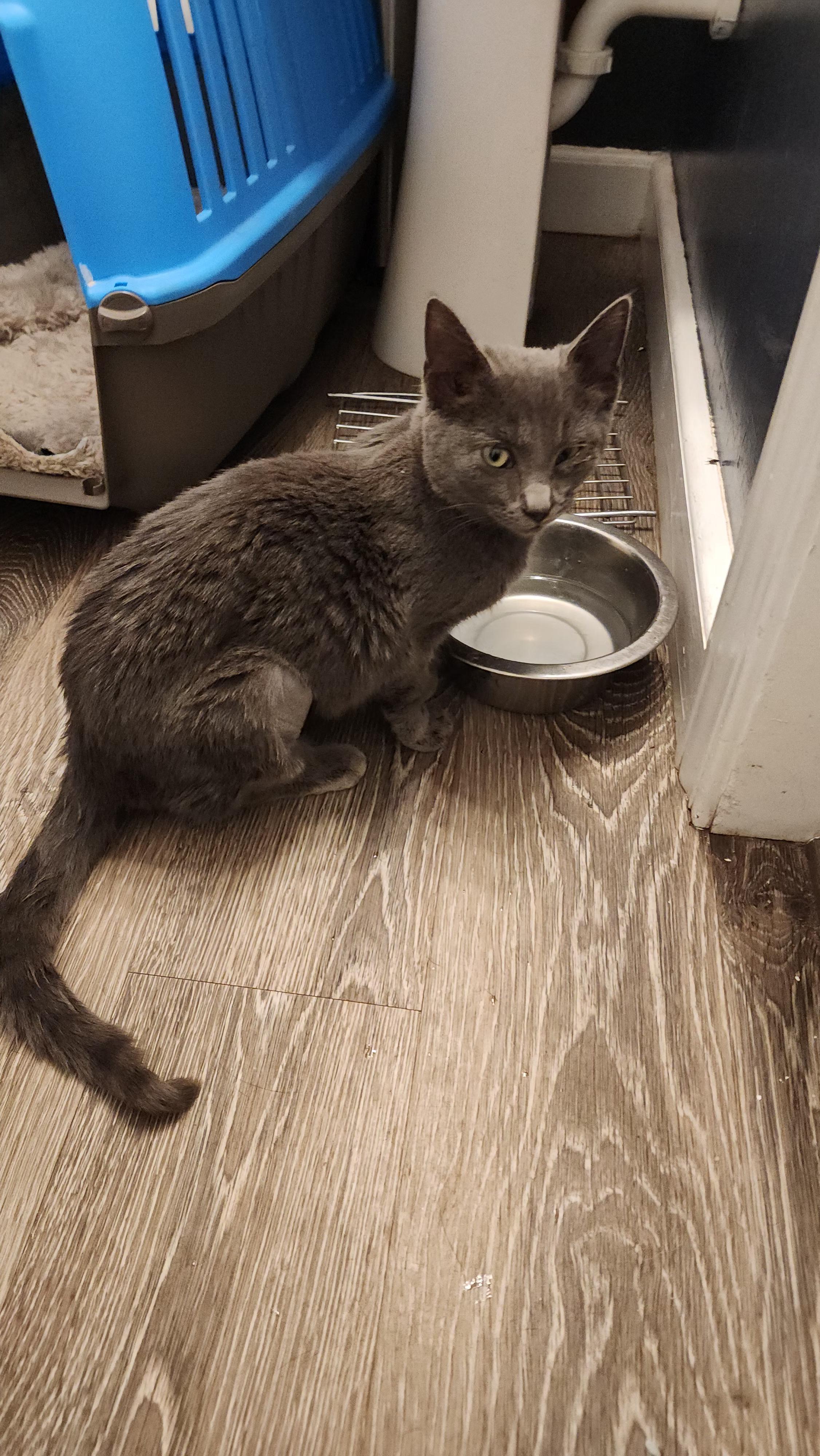 Enlarge Claire, a Adopted Domestic Short Hair in Dittmer, MO image 1/4