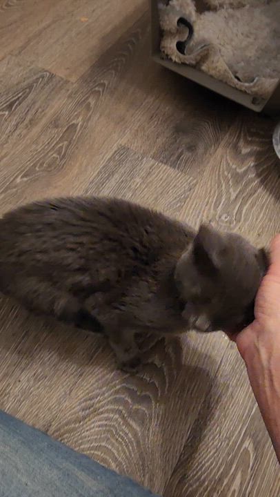 Enlarge Claire, a Adopted Domestic Short Hair in Dittmer, MO video 4/4