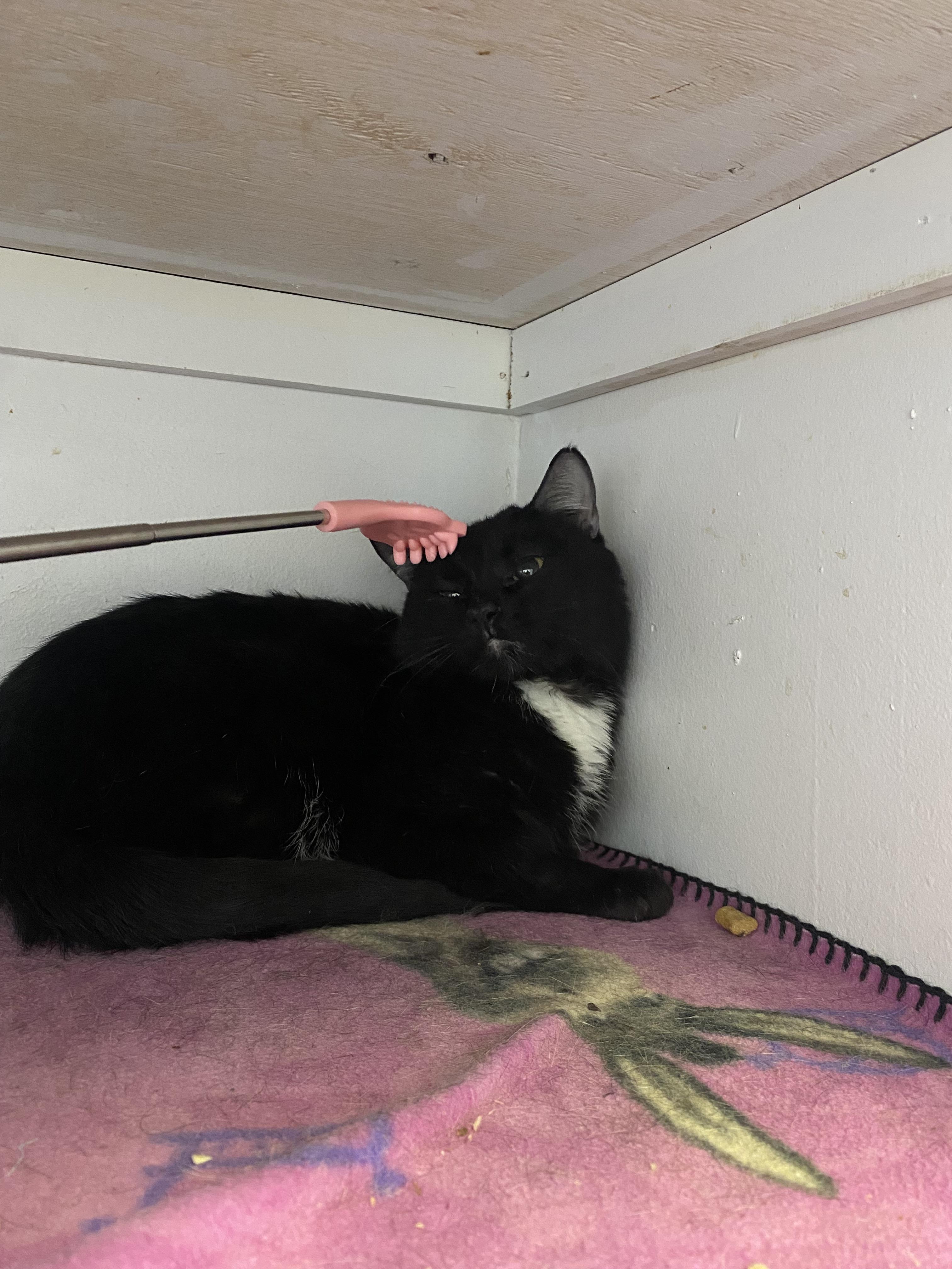 Enlarge Fedora, a Adoptable mixed breed in Lakewood, CO image 1/3