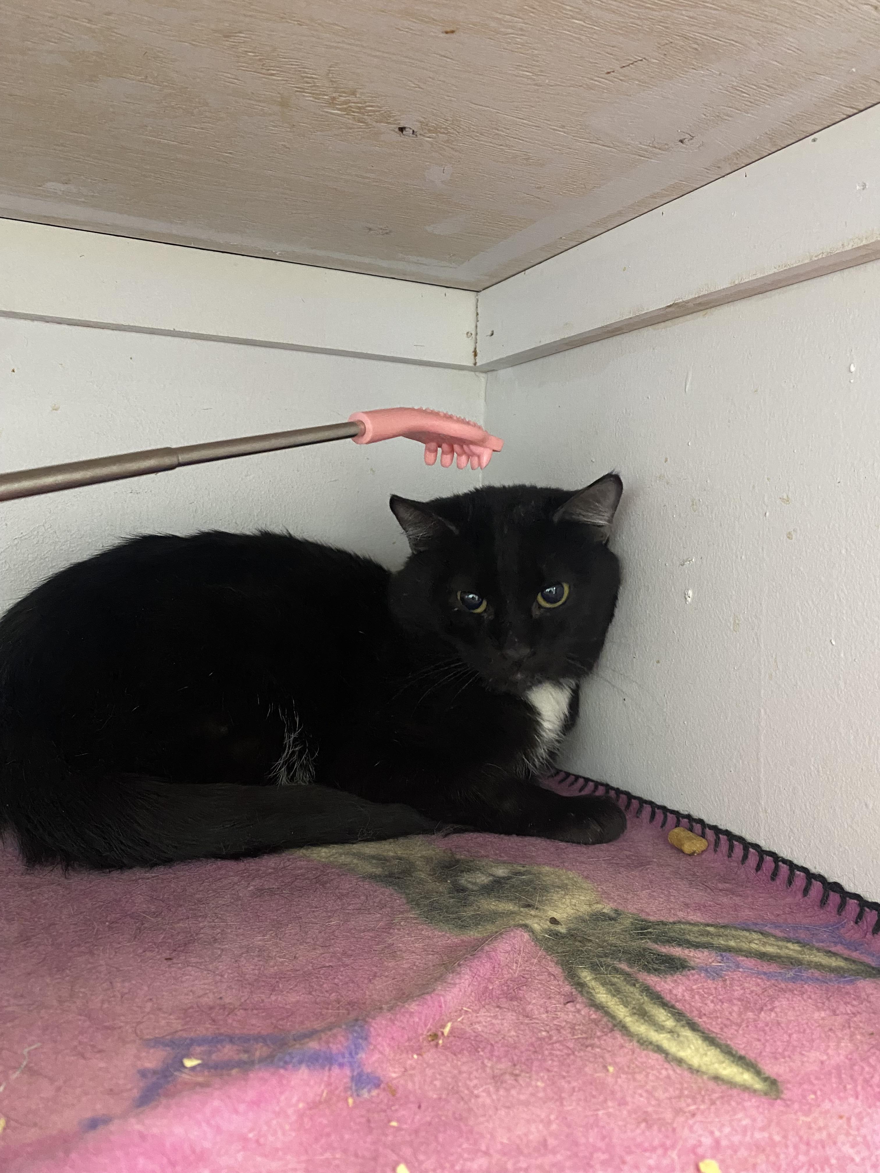 Enlarge Fedora, a Adoptable mixed breed in Lakewood, CO image 2/3