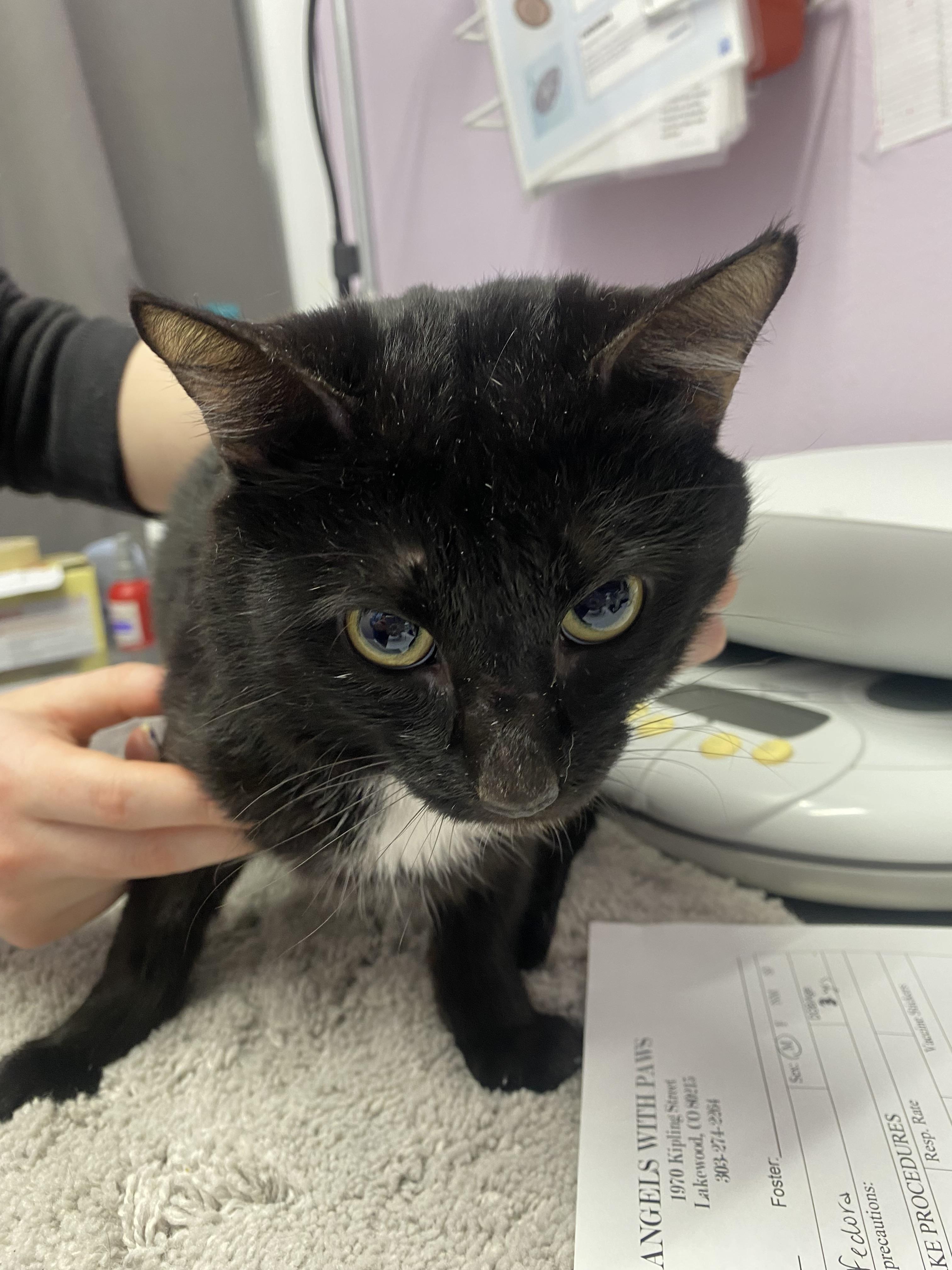 Enlarge Fedora, a Adoptable mixed breed in Lakewood, CO image 3/3