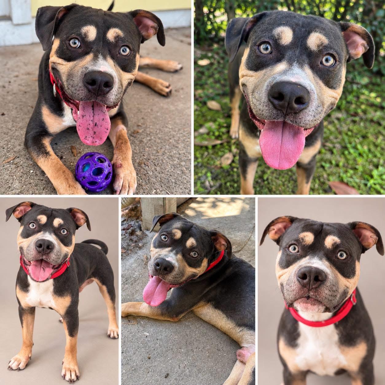 Tobias, Adoptable, Young Male American Staffordshire Terrier & Rottweiler.