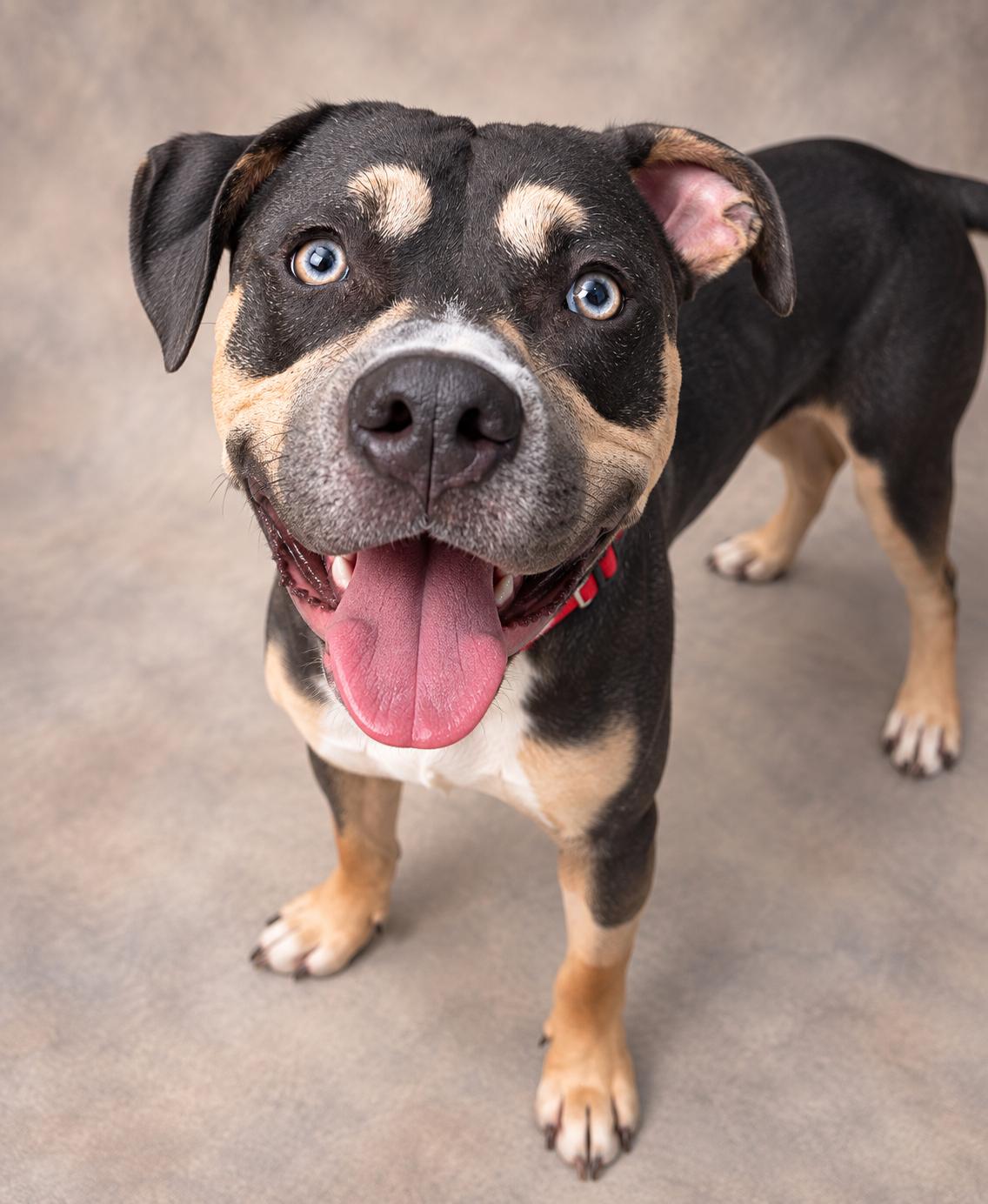 Enlarge Tobias, a Adoptable mixed breed in Navarre, FL image 2/5