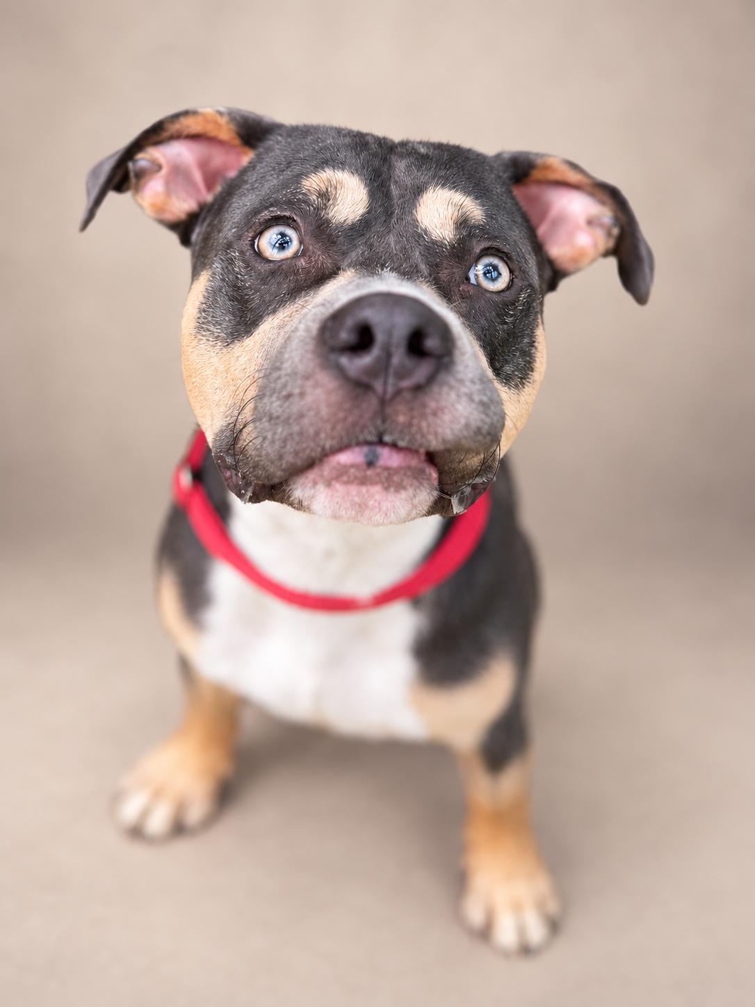 Enlarge Tobias, a Adoptable mixed breed in Navarre, FL image 3/5