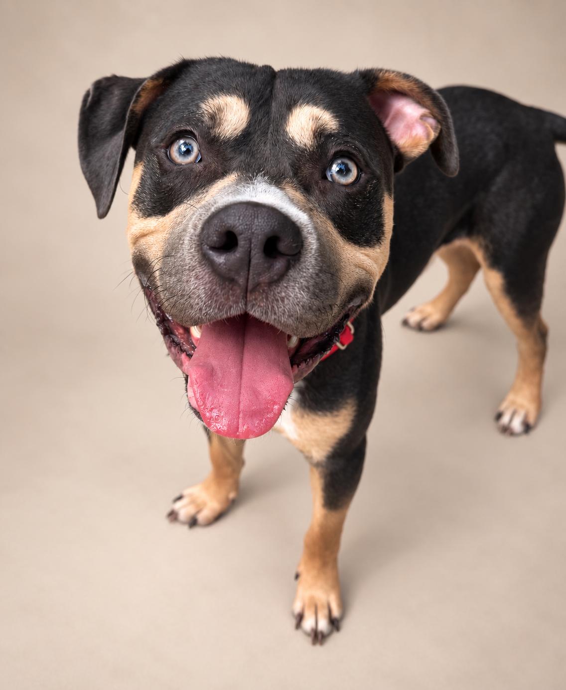 Enlarge Tobias, a Adoptable mixed breed in Navarre, FL image 4/5