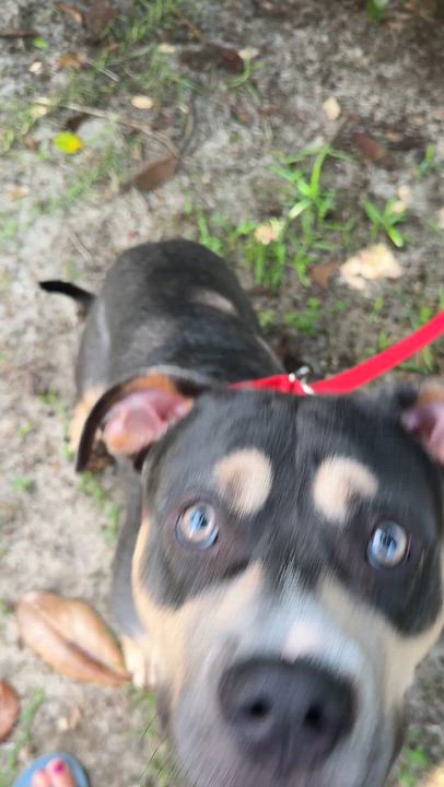 Enlarge Tobias, a Adoptable mixed breed in Navarre, FL video 5/5