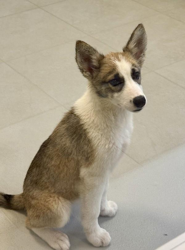 Lady, Adoptable, Puppy Female Mixed Breed.
