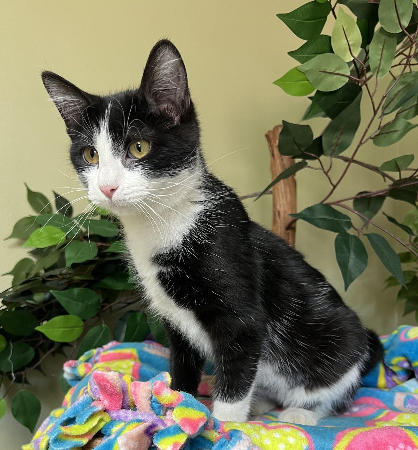Drama, a Adoptable Domestic Short Hair in Hastings, NE image 1/3