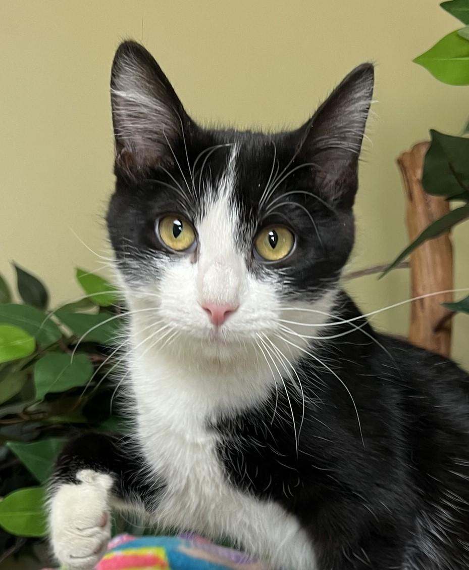 Drama, Adoptable, Young Female Domestic Short Hair.