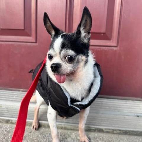 Pumba, a ADOPTABLE Chihuahua in Scarborough, ON image 4/6