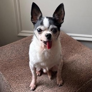 Pumba, ADOPTABLE, Adult Male Chihuahua.