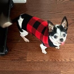 Pumba, a ADOPTABLE Chihuahua in Scarborough, ON image 3/6