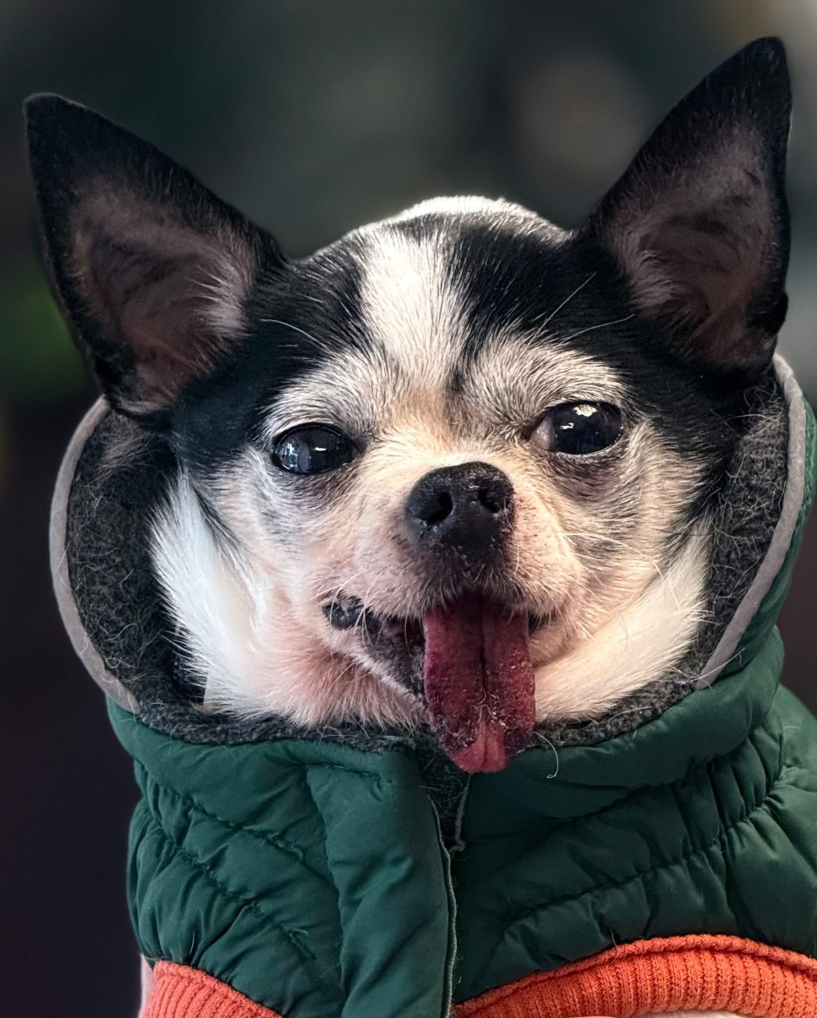 Pumba, ADOPTABLE, Adult Male Chihuahua.